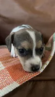 Truffle, a male Jack Russell Terrier for sale in Harrisburg, IL – 1 of 6