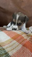 Truffle, a male Jack Russell Terrier for sale in Harrisburg, IL – 3 of 6