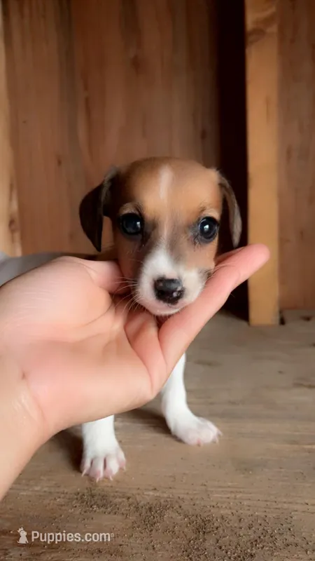 Honey – Jack Russell Terrier puppy for sale in Harrisburg, IL