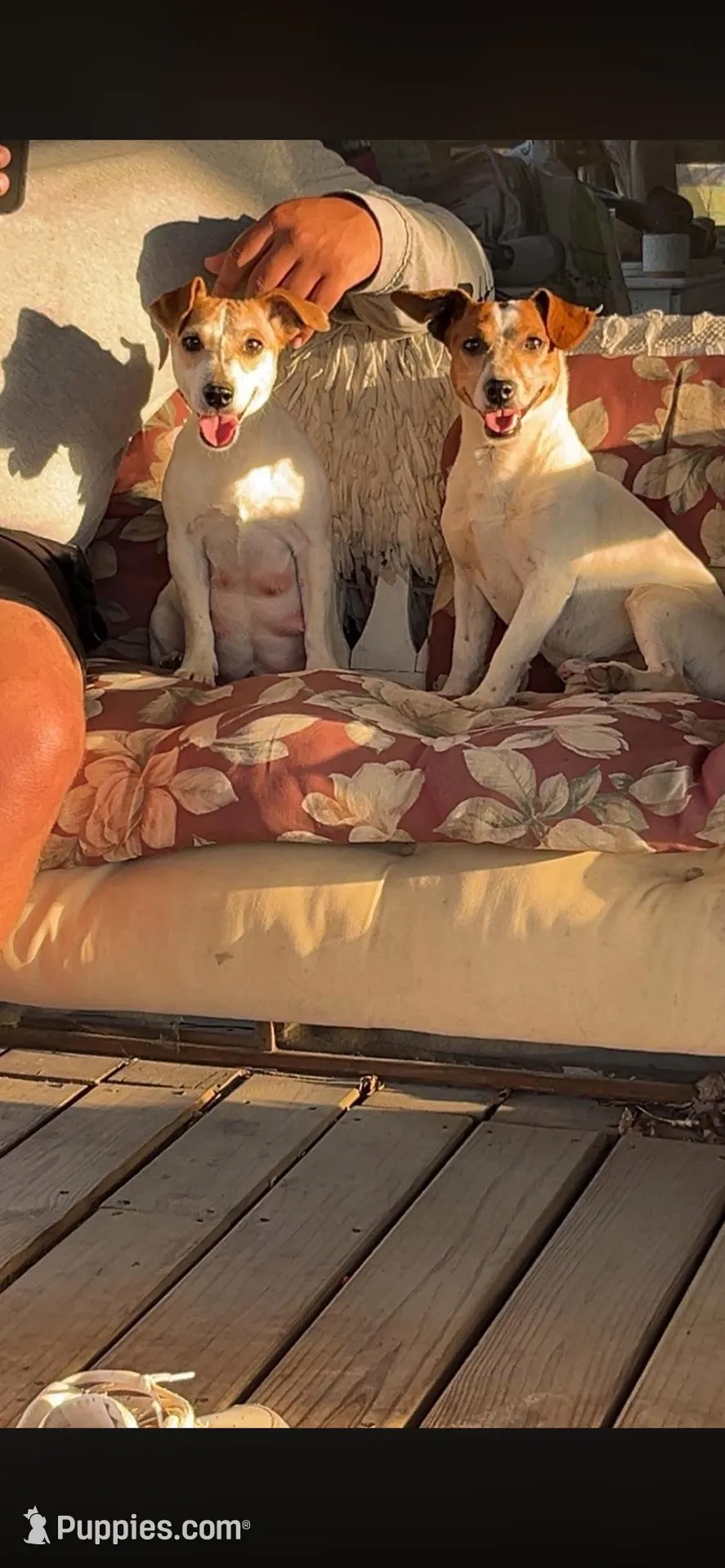 Honey, a female Jack Russell Terrier for sale in Harrisburg, IL – Photo 4 of 4