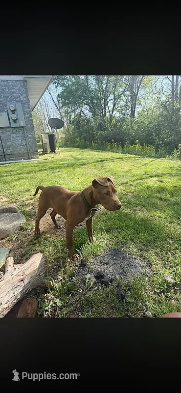 Kazie – American Pit Bull Terrier puppy for sale in Harrisburg, IL