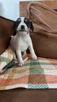 Razor, a male Jack Russell Terrier for sale in Harrisburg, IL – 2 of 5