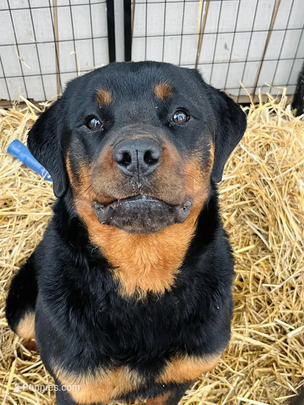 Roscoe – Rottweiler puppy for sale in Harrisburg, IL