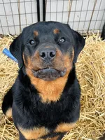 Roscoe, a male Rottweiler for sale in Harrisburg, IL – Photo 1 of 3