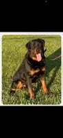 Roscoe, a male Rottweiler for sale in Harrisburg, IL – Photo 2 of 3