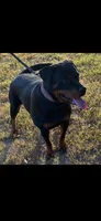 Roscoe, a male Rottweiler for sale in Harrisburg, IL – Photo 3 of 3