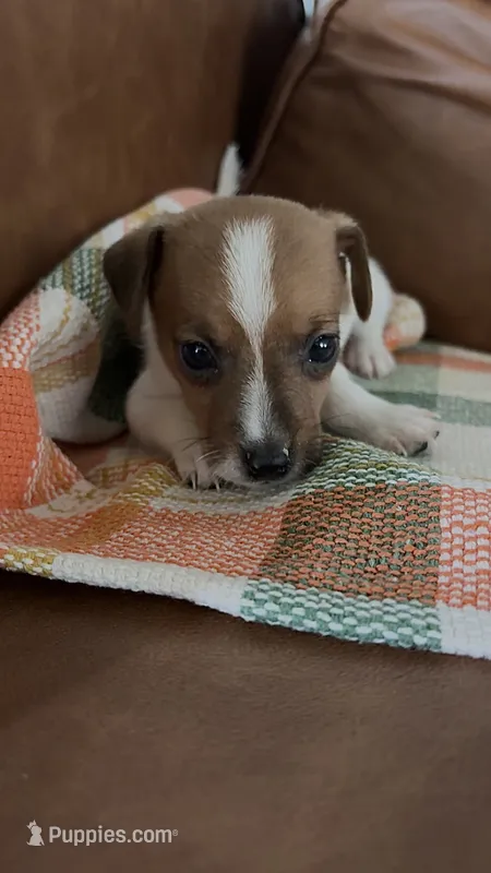 Tater  – Jack Russell Terrier puppy for sale in Harrisburg, IL