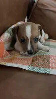 Tater , a male Jack Russell Terrier for sale in Harrisburg, IL – 1 of 4
