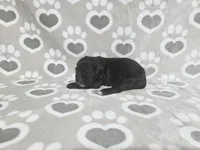 F1 Cucumber, a male Goldendoodle for sale in Jacksonville, NC – 2 of 3