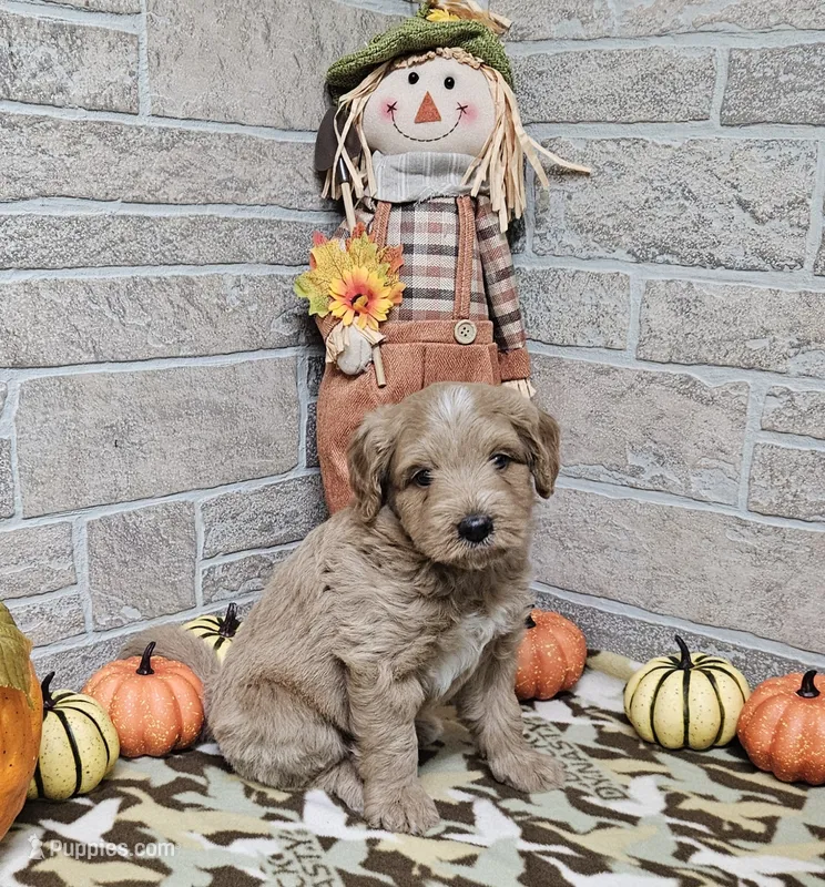 F1b Dean – Miniature Bernedoodle puppy for sale in Jacksonville, NC