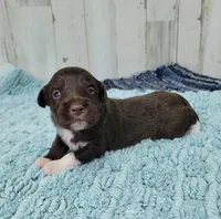 F1 Cranberry, a female Miniature Aussiedoodle for sale in Jacksonville, NC – 2 of 3