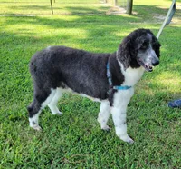 Jordan, a female Poodle - Standard  for sale in Jacksonville, NC – 2 of 4
