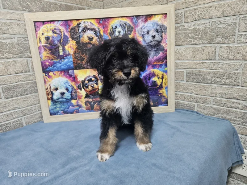 F1 Banana – Miniature Aussiedoodle puppy for sale in Jacksonville, NC