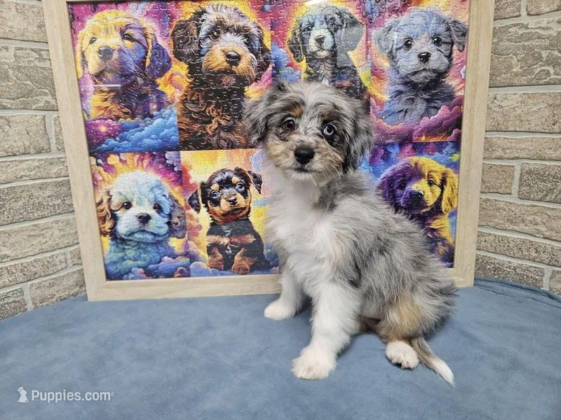 F1 Blueberry – Miniature Aussiedoodle puppy for sale in Jacksonville, NC