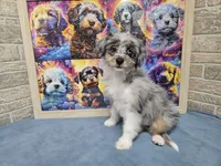 F1 Blueberry, a female Miniature Aussiedoodle for sale in Jacksonville, NC – 2 of 8