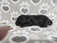 F1 ButterBean, a female Goldendoodle for sale in Jacksonville, NC – 2 of 3