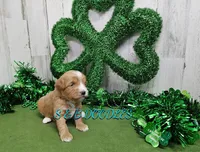 F1b Megan, a female Miniature Bernedoodle for sale in Jacksonville, NC – Photo 1 of 2