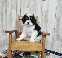F1b Hardy, a male Miniature Bernedoodle for sale in Jacksonville, NC – Photo 1 of 8
