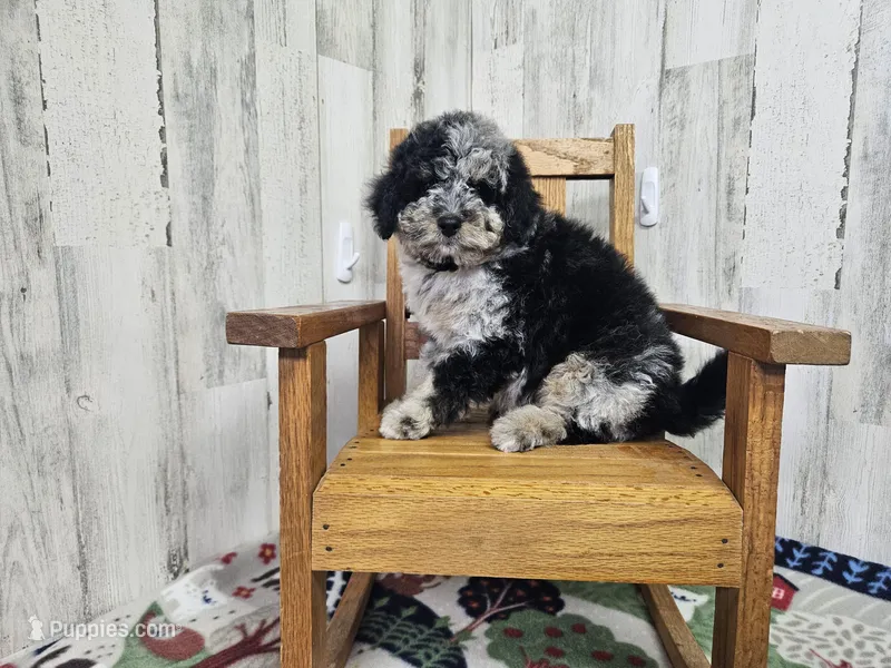 F1b Lainey – Miniature Bernedoodle puppy for sale in Jacksonville, NC