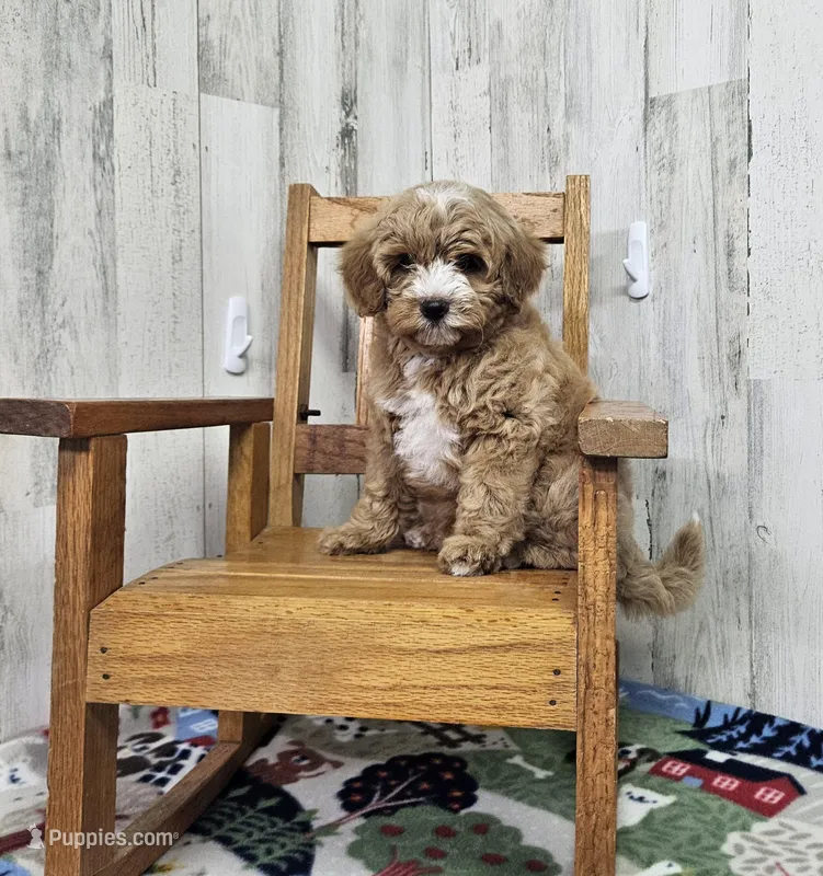 F1b Megan – Miniature Bernedoodle puppy for sale in Jacksonville, NC