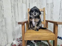 F1b Kelsey, a female Miniature Bernedoodle for sale in Jacksonville, NC – Photo 1 of 8