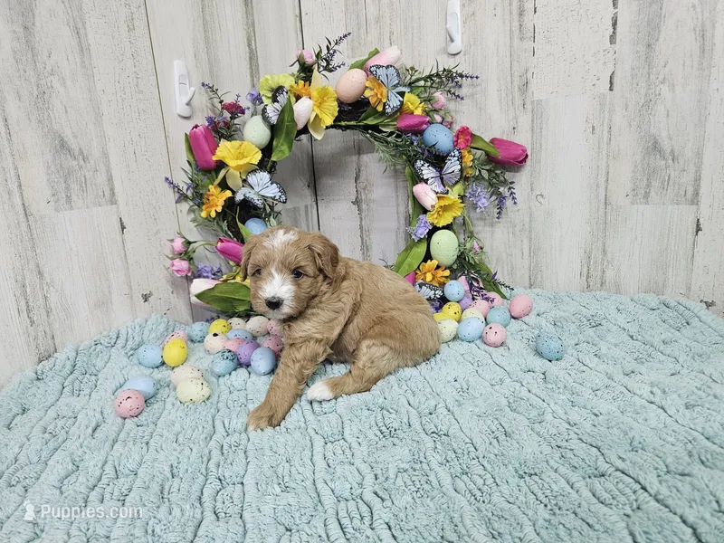F1b Megan – Miniature Bernedoodle puppy for sale in Jacksonville, NC