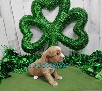 F1b Megan, a female Miniature Bernedoodle for sale in Jacksonville, NC – Photo 2 of 2