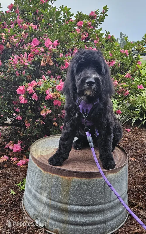 F1 ButterBean – Goldendoodle puppy for sale in Jacksonville, NC