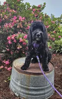 F1 ButterBean, a female Goldendoodle for sale in Jacksonville, NC – 1 of 8