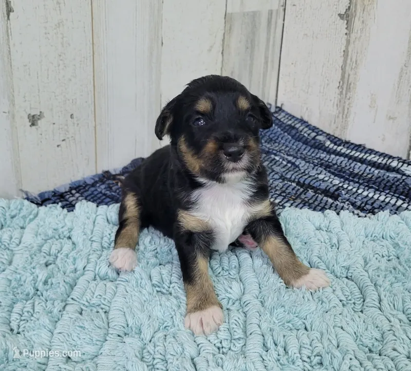 F1 Blackberry – Miniature Aussiedoodle puppy for sale in Jacksonville, NC