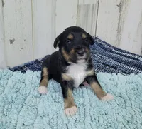 F1 Blackberry, a female Miniature Aussiedoodle for sale in Jacksonville, NC – 1 of 3