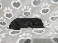 F1 ButterBean, a female Goldendoodle for sale in Jacksonville, NC – 3 of 3