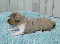 F1 Raspberry, a female Miniature Aussiedoodle for sale in Jacksonville, NC – 2 of 3