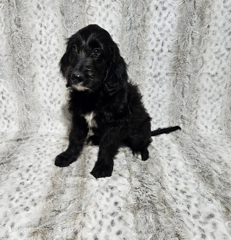 F1 SnowPea – Goldendoodle puppy for sale in Jacksonville, NC