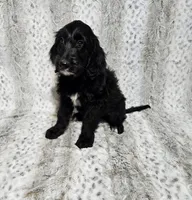 F1 SnowPea, a female Goldendoodle for sale in Jacksonville, NC – 2 of 7
