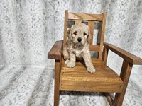 F1 Athena, a female Cavapoo for sale in Jacksonville, NC – 1 of 4