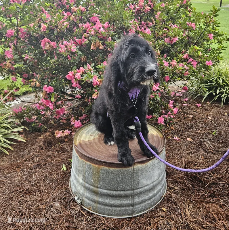F1 BlackEyedPea – Goldendoodle puppy for sale in Jacksonville, NC
