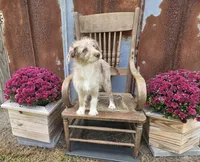 F1 Strawberry, a female Miniature Aussiedoodle for sale in Jacksonville, NC – 1 of 9
