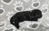 F1 Dot, a female Goldendoodle for sale in Jacksonville, NC – 3 of 3