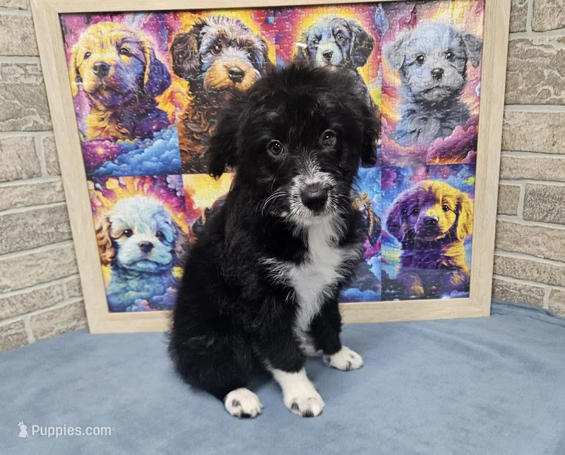 F1 Kiwi – Miniature Aussiedoodle puppy for sale in Jacksonville, NC