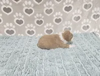 F1b Stella, a female Miniature Bernedoodle for sale in Jacksonville, NC – 2 of 3