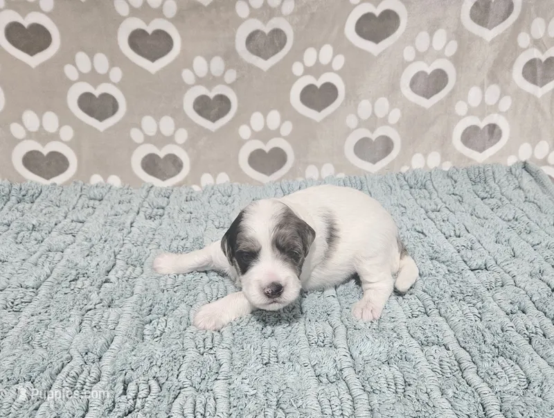 F1b Jolene – Miniature Bernedoodle puppy for sale in Jacksonville, NC