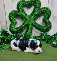 F1b Hardy, a male Miniature Bernedoodle for sale in Jacksonville, NC – Photo 3 of 4