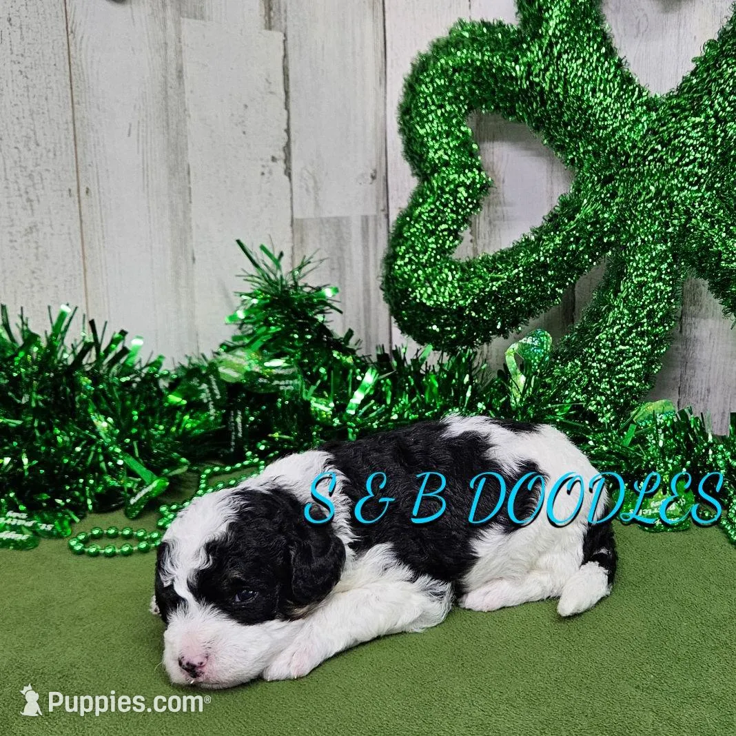 F1b Hardy, a male Miniature Bernedoodle for sale in Jacksonville, NC – Photo 4 of 4