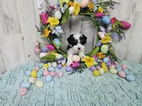 F1b Hardy, a male Miniature Bernedoodle for sale in Jacksonville, NC – Photo 5 of 8