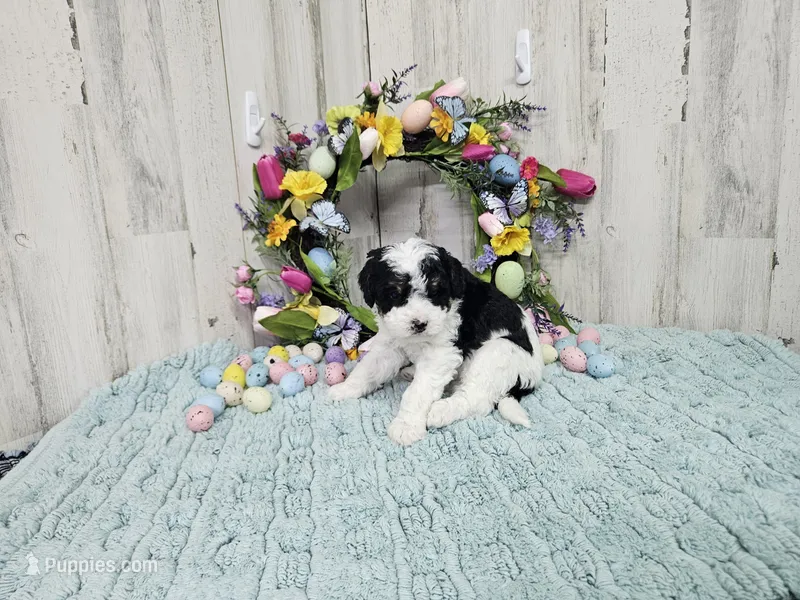 F1b Hardy – Miniature Bernedoodle puppy for sale in Jacksonville, NC