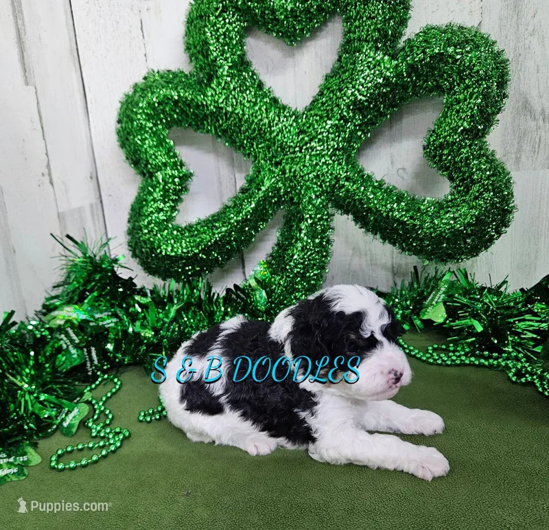 F1b Hardy – Miniature Bernedoodle puppy for sale in Jacksonville, NC