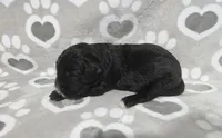 F1 Squash, a male Goldendoodle for sale in Jacksonville, NC – 2 of 2
