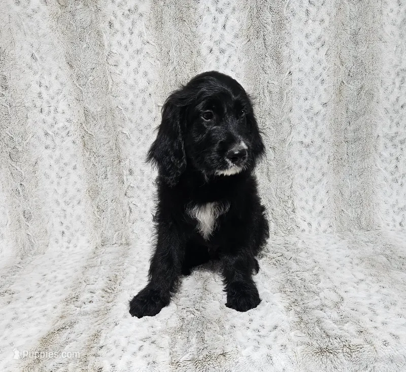 F1 Squash – Goldendoodle puppy for sale in Jacksonville, NC