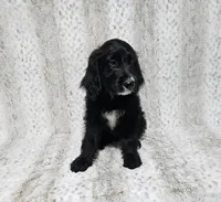 F1 Squash, a male Goldendoodle for sale in Jacksonville, NC – 2 of 8